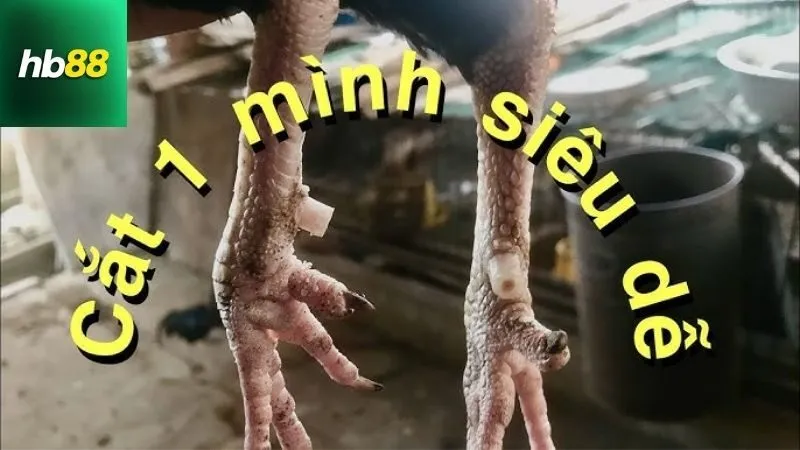 Cách Cắt Cựa Gà Không Chảy Máu Chuẩn Sư Kê 5 cach-cat-cua-ga-khong-chay-mau