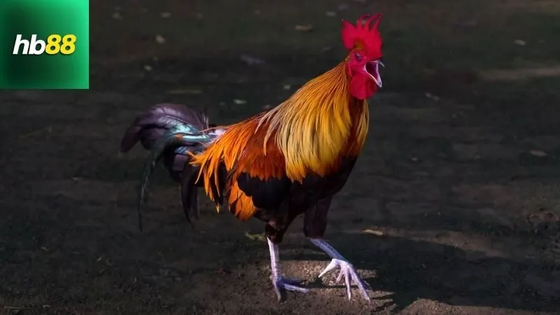 Giới thiệu về gà chọi C1 Thái Lan