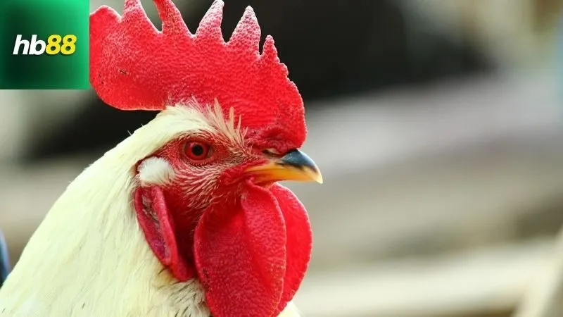 Đặc điểm nổi bật của gà chọi C1 Thái Lan