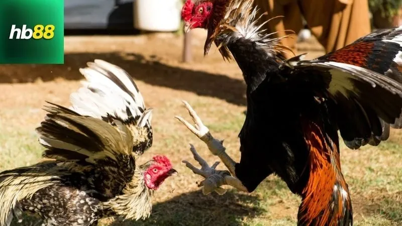 Lời khuyên khi mua và nuôi gà chọi C1 Thái Lan