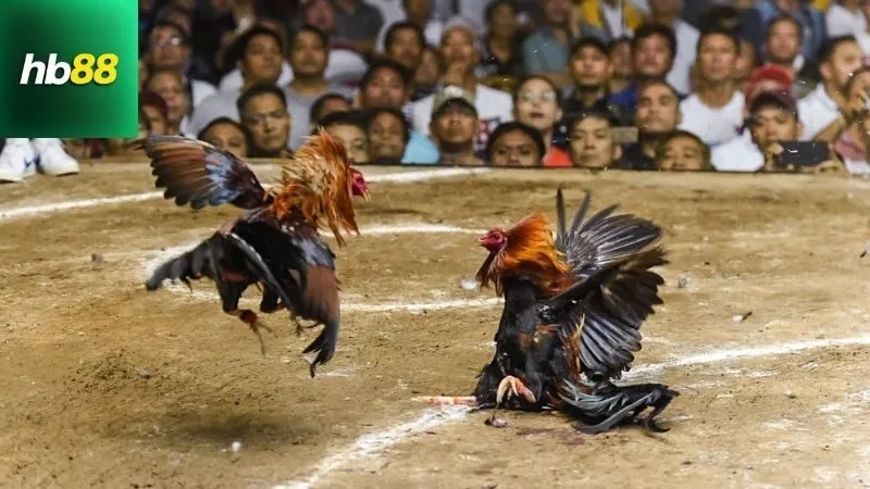 Định nghĩa và nguồn gốc