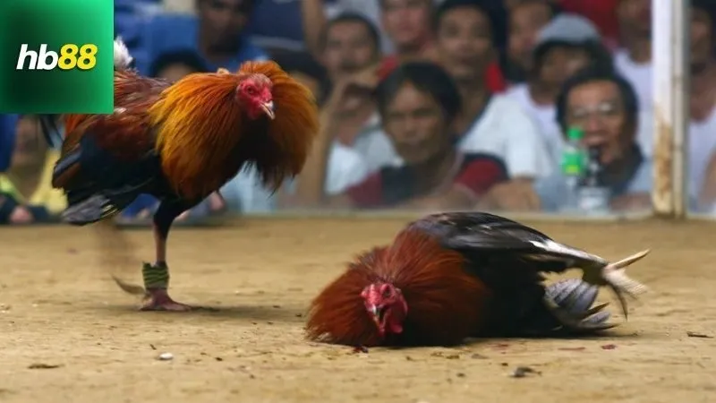 Các lựa chọn tốt nhất