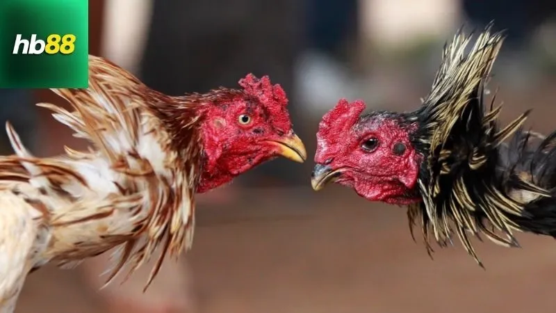 Mẹo chăm sóc và huấn luyện