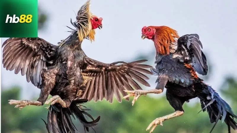 Màu Mạng Đá Gà – Chọn Gà Hợp Mệnh, Tăng Tỷ Lệ Thắng 2 Định nghĩa và Giải thích về Màu mạng đá gà