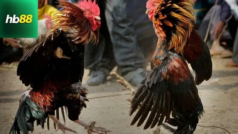 Màu Mạng Đá Gà – Chọn Gà Hợp Mệnh, Tăng Tỷ Lệ Thắng 3 Hướng dẫn chọn và sử dụng Màu mạng đá gà