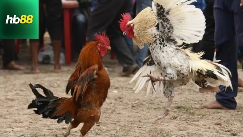 Màu Mạng Đá Gà – Chọn Gà Hợp Mệnh, Tăng Tỷ Lệ Thắng 4 Lợi ích và lưu ý khi sử dụng Màu mạng đá gà