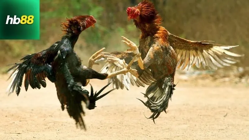 Màu Mạng Đá Gà – Chọn Gà Hợp Mệnh, Tăng Tỷ Lệ Thắng 7 mau-mang-da-ga