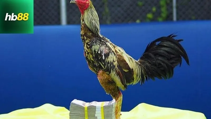 Những Vảy Gà Linh – Dấu Hiệu Nhận Biết Thần Kê Đá Hay 2 Định nghĩa Vảy Gà Linh