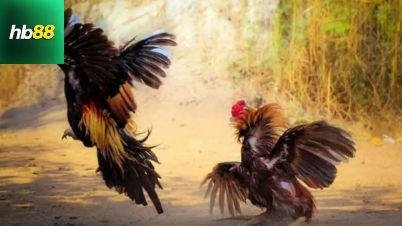 Những Vảy Gà Linh – Dấu Hiệu Nhận Biết Thần Kê Đá Hay 3 Các dấu hiệu nhận biết qua Vảy Gà Linh