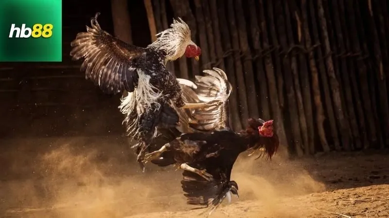 Những Vảy Gà Linh – Dấu Hiệu Nhận Biết Thần Kê Đá Hay 4 Lời khuyên thực tế khi áp dụng